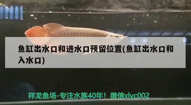 魚(yú)缸出水口和進(jìn)水口預(yù)留位置(魚(yú)缸出水口和入水口) 紅眼黃化幽靈火箭魚(yú)|皇家火箭魚(yú)