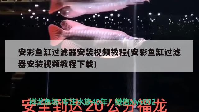 安彩魚缸過濾器安裝視頻教程(安彩魚缸過濾器安裝視頻教程下載) 粗線銀版魚