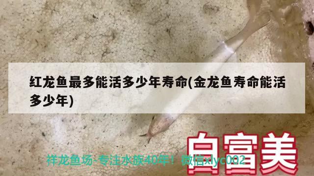 紅龍魚(yú)最多能活多少年壽命(金龍魚(yú)壽命能活多少年) 大湖紅龍魚(yú) 第1張