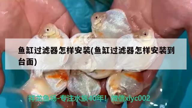 魚缸過濾器怎樣安裝(魚缸過濾器怎樣安裝到臺面) 黑白雙星魚