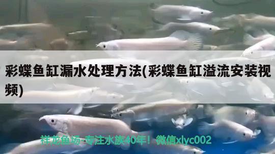 河源水族館你一定是腦子進(jìn)水了才去南京去投資 白子銀版魚苗 第1張