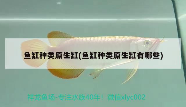 魚缸種類原生缸(魚缸種類原生缸有哪些)