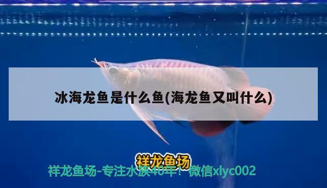 冰海龍魚是什么魚(海龍魚又叫什么)