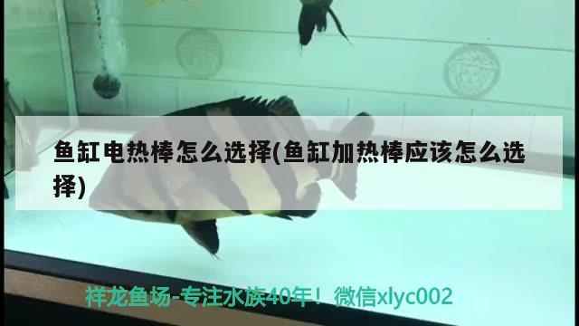 魚缸電熱棒怎么選擇(魚缸加熱棒應(yīng)該怎么選擇) 大白鯊魚