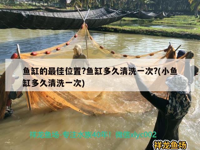 魚缸的最佳位置?魚缸多久清洗一次?(小魚缸多久清洗一次)