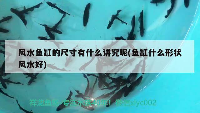 風水魚缸的尺寸有什么講究呢(魚缸什么形狀風水好)