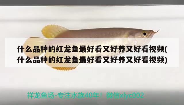 紅金龍魚什么價(jià)位好養(yǎng)(紅金龍魚最貴的多少錢)