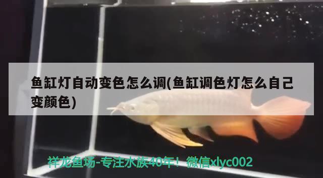 魚(yú)缸燈自動(dòng)變色怎么調(diào)(魚(yú)缸調(diào)色燈怎么自己變顏色) 野彩魚(yú)