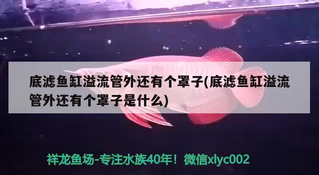 底濾魚缸溢流管外還有個罩子(底濾魚缸溢流管外還有個罩子是什么) 祥龍藍珀金龍魚