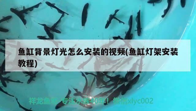 魚(yú)缸背景燈光怎么安裝的視頻(魚(yú)缸燈架安裝教程) 黃金招財(cái)貓魚(yú)