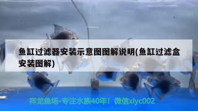 魚缸過濾器安裝示意圖圖解說明(魚缸過濾盒安裝圖解) 祥龍魚場(chǎng)品牌產(chǎn)品 第1張