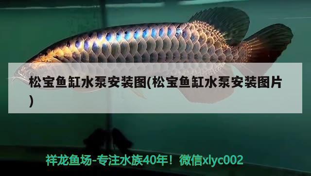 大家覺(jué)得閩江水族箱好嗎，魚(yú)缸水發(fā)白