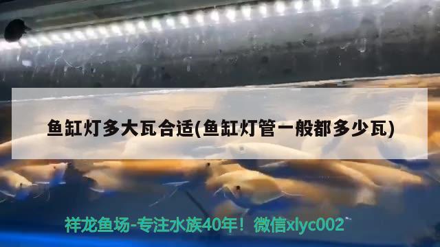 魚缸燈多大瓦合適(魚缸燈管一般都多少瓦) 黑云魚