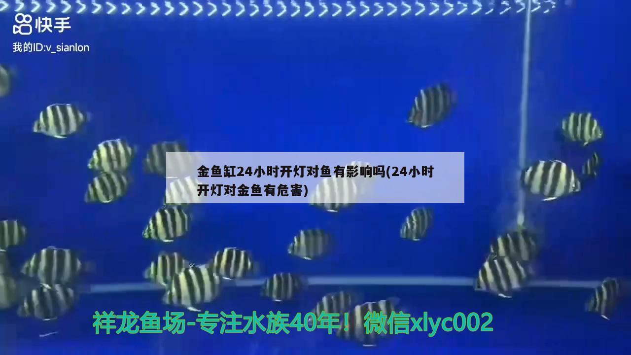 金魚缸24小時開燈對魚有影響嗎(24小時開燈對金魚有危害) 黃鰭鯧魚