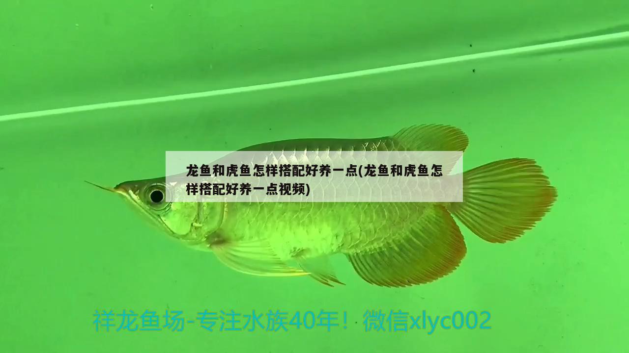 魚缸換氣安裝視頻大全：魚缸換氣管 廣州水族批發(fā)市場 第1張