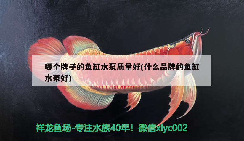 海水魚缸造景圖片大全集高清：海水魚缸設(shè)計(jì)圖 海水魚 第1張