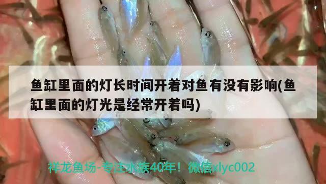 魚缸里面的燈長時間開著對魚有沒有影響(魚缸里面的燈光是經(jīng)常開著嗎)