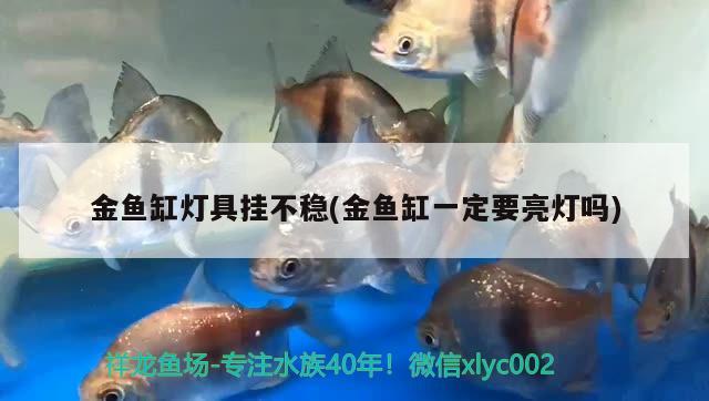 金魚缸燈具掛不穩(wěn)(金魚缸一定要亮燈嗎) 泰國虎魚