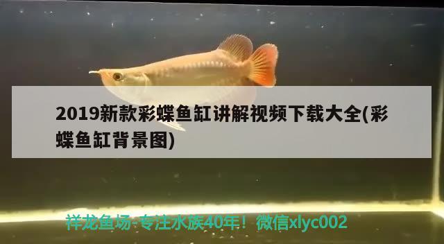 2019新款彩蝶魚缸講解視頻下載大全(彩蝶魚缸背景圖)