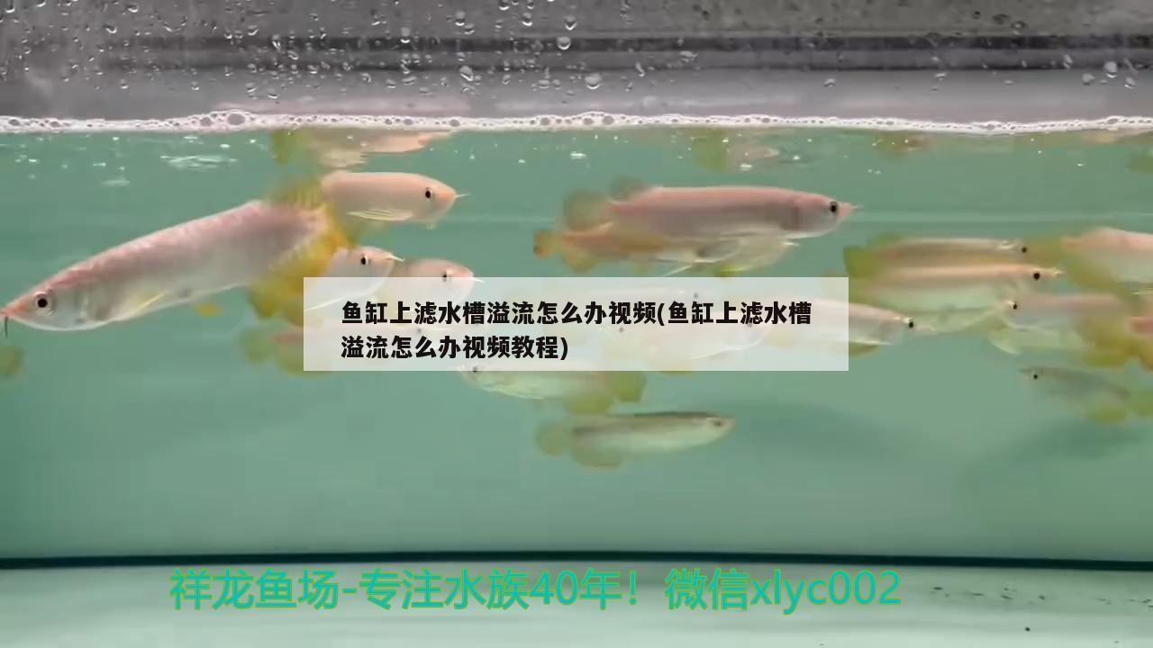 魚缸上過濾怎么安裝好：魚缸上過濾安裝視頻