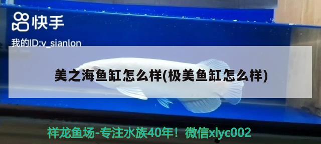 清道夫可以跟孔雀魚一起養(yǎng)嗎還可以和什么魚一起養(yǎng) 印尼四紋虎 第2張