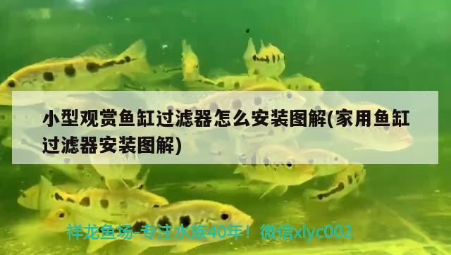 小型觀賞魚缸過濾器怎么安裝圖解(家用魚缸過濾器安裝圖解) 小型觀賞魚