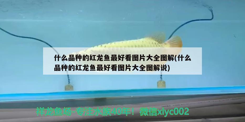 虎紋恐龍魚繁殖方式圖片大全(虎紋恐龍魚生長(zhǎng)速度) 大嘴鯨魚