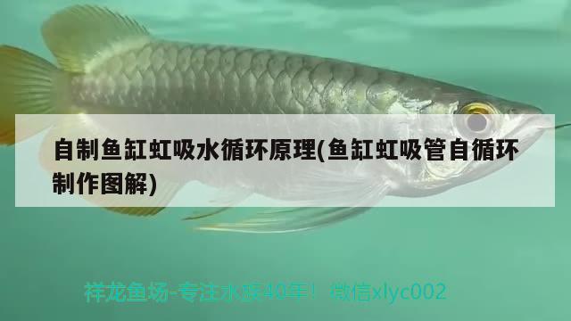 銀龍魚(yú)有多長(zhǎng)（銀龍魚(yú)能長(zhǎng)多大尺寸）