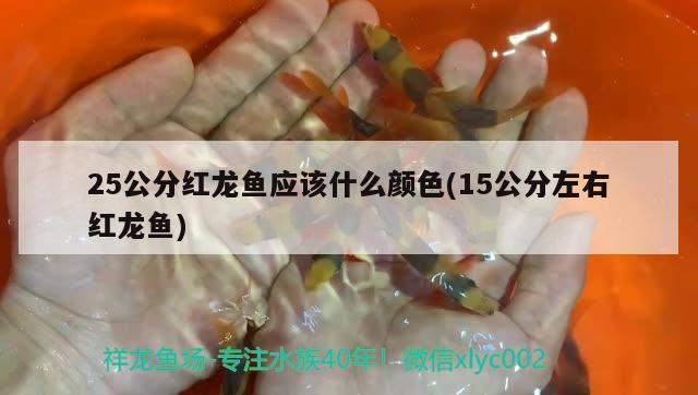 25公分紅龍魚應(yīng)該什么顏色(15公分左右紅龍魚)