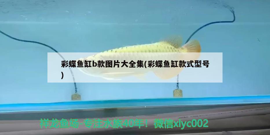 彩蝶魚缸b款圖片大全集(彩蝶魚缸款式型號) 月光鴨嘴魚苗