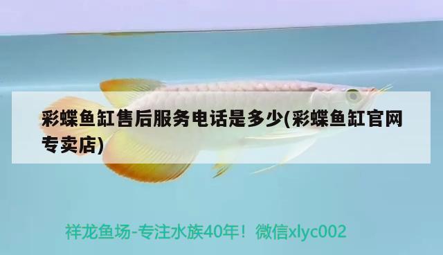 彩蝶魚缸售后服務(wù)電話是多少(彩蝶魚缸官網(wǎng)專賣店) 黃金達摩魚