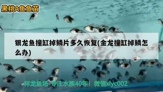 銀龍魚撞缸掉鱗片多久恢復(fù)(金龍撞缸掉鱗怎么辦) 銀龍魚