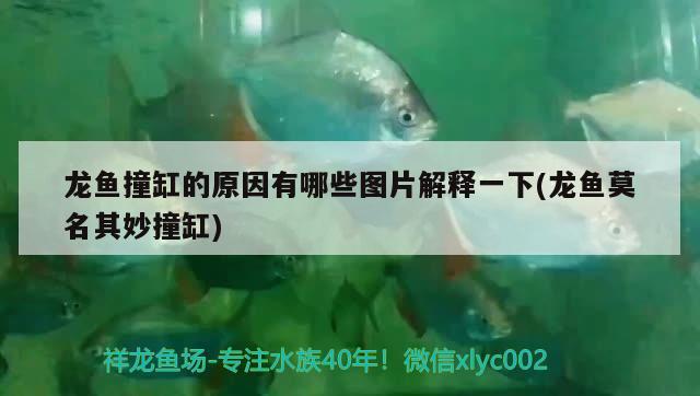 哈爾濱魚缸批發(fā)市場在哪里哈爾濱魚缸廠家直銷電話號碼多少，哈爾濱魚缸廠家直銷電話號碼多少 豬鼻龜 第1張