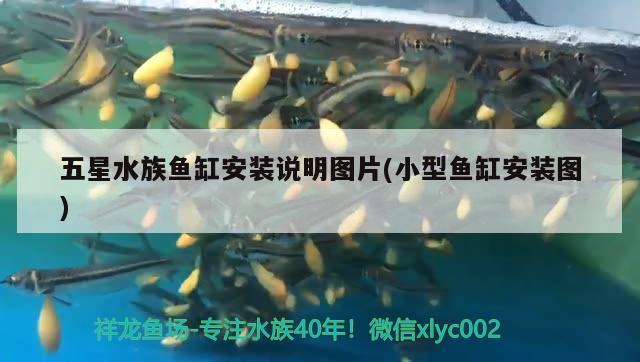 五星水族魚缸安裝說明圖片(小型魚缸安裝圖) 過背金龍魚