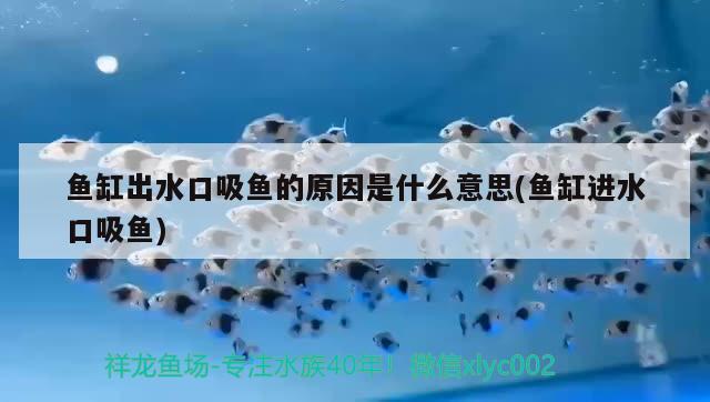 魚缸出水口吸魚的原因是什么意思(魚缸進(jìn)水口吸魚) 戰(zhàn)車紅龍魚