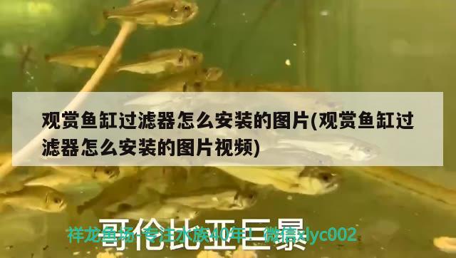 龍城水族館(錦花路) 祥龍魚場品牌產(chǎn)品 第1張