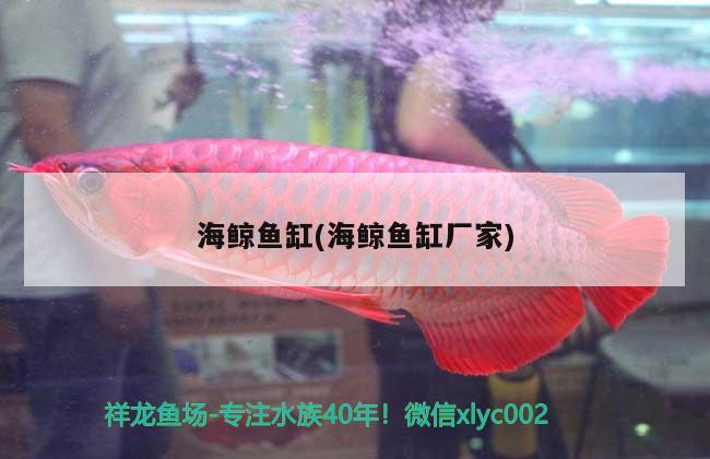 金龍魚的過背和高背怎么區(qū)分呢視頻講解（頂級過背金龍魚） 孵化器