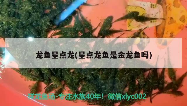 營口金龍魚總代理電話號碼是多少呀（營口金龍魚大豆油廠家地址） 元寶鯽