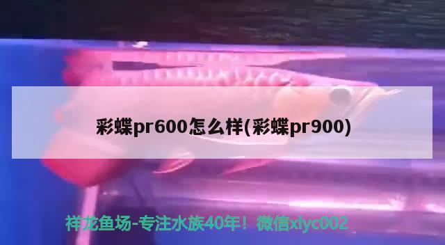 彩蝶pr600怎么樣(彩蝶pr900)