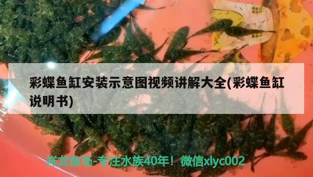 彩蝶魚缸安裝示意圖視頻講解大全(彩蝶魚缸說明書)