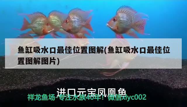 魚缸吸水口最佳位置圖解(魚缸吸水口最佳位置圖解圖片) 殺菌消毒設(shè)備