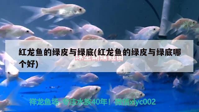 畫眉魚能長多大：畫眉魚好養(yǎng)嗎 觀賞魚 第2張