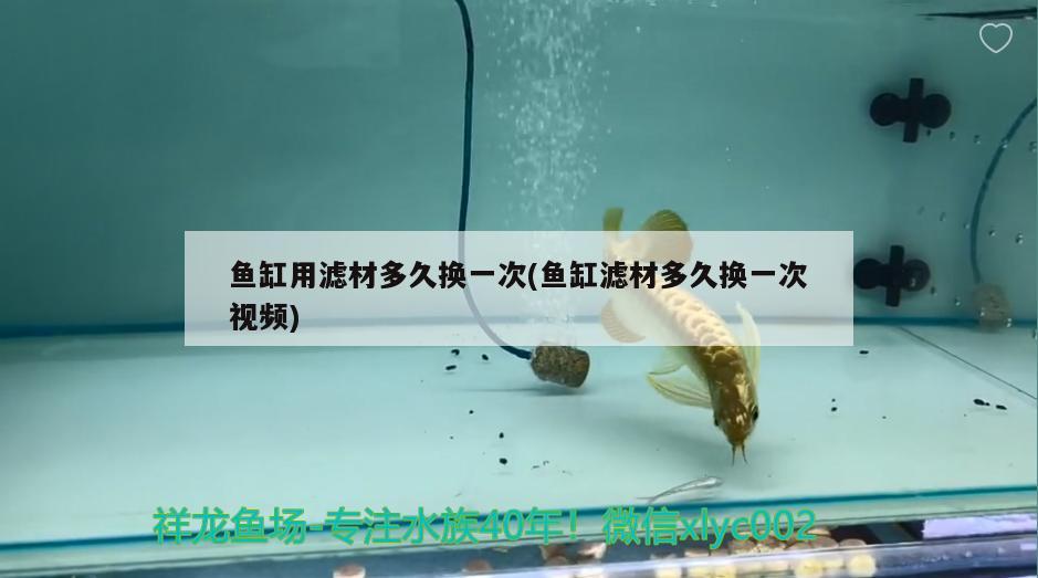 龍魚(yú)水溫多少度適宜，龍魚(yú)水溫多少合適 養(yǎng)魚(yú)的好處 第1張