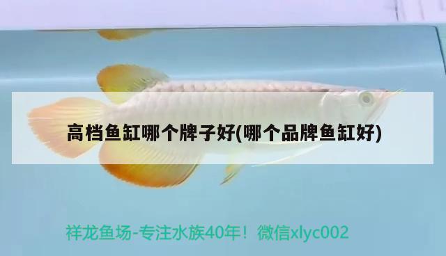 金龍魚股權(quán)登記日(金龍魚上市公司股東) 帝王血鉆魚 第1張