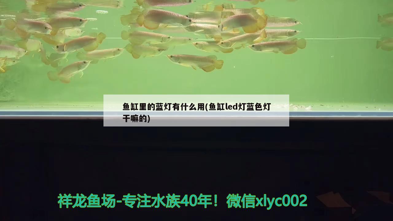 彩蝶魚缸安裝示意圖視頻教程全集(彩蝶魚缸安裝示意圖視頻教程全集下載) 金老虎魚