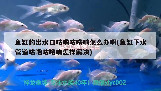 魚缸的出水口咕嚕咕嚕響怎么辦啊(魚缸下水管道咕嚕咕嚕響怎樣解決)