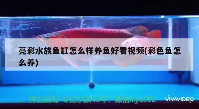 亮彩水族魚缸怎么樣養(yǎng)魚好看視頻(彩色魚怎么養(yǎng))