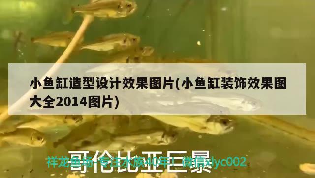 小魚缸造型設(shè)計(jì)效果圖片(小魚缸裝飾效果圖大全2014圖片) 檸檬鯽 第4張