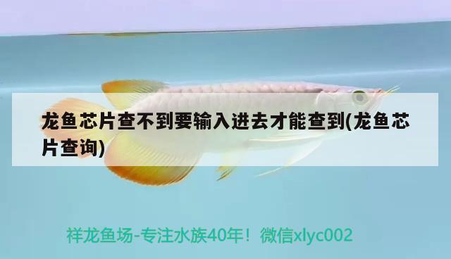 龍魚芯片查不到要輸入進去才能查到(龍魚芯片查詢)