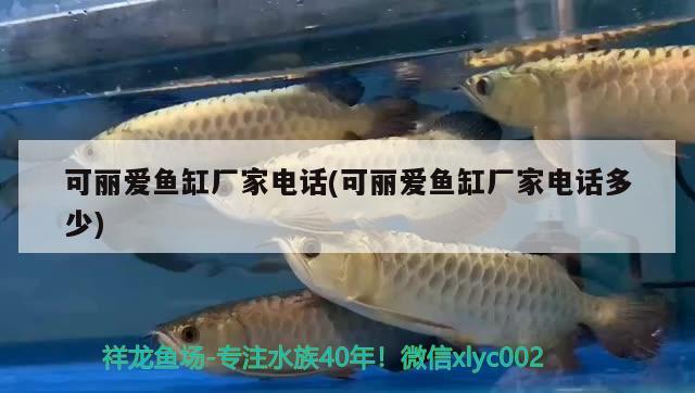 可麗愛魚缸廠家電話(可麗愛魚缸廠家電話多少) 馬拉莫寶石魚苗 第2張